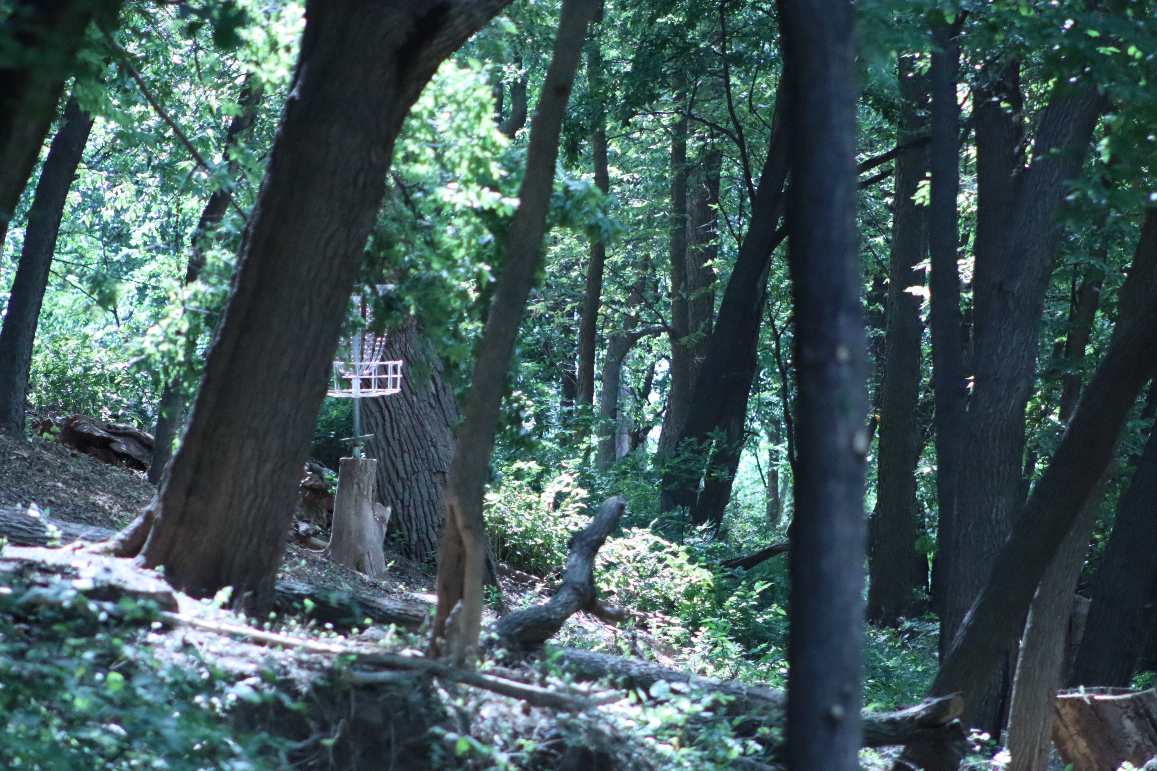 Another hole located through the trees at the new Bison Disc golf course in Hays