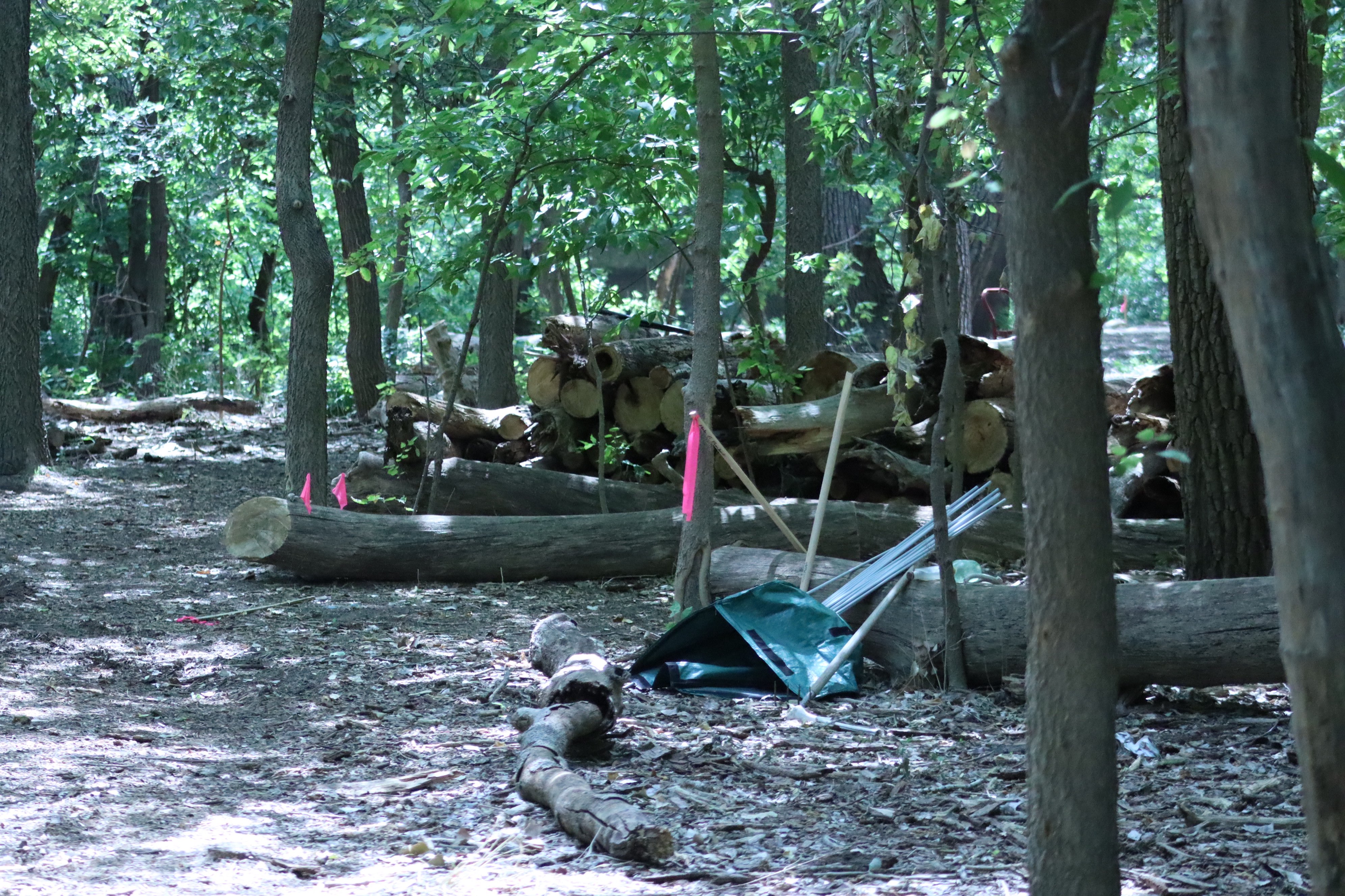 Tools that have been placed as crews continue to clear out the path for the Bison disc golf course. 