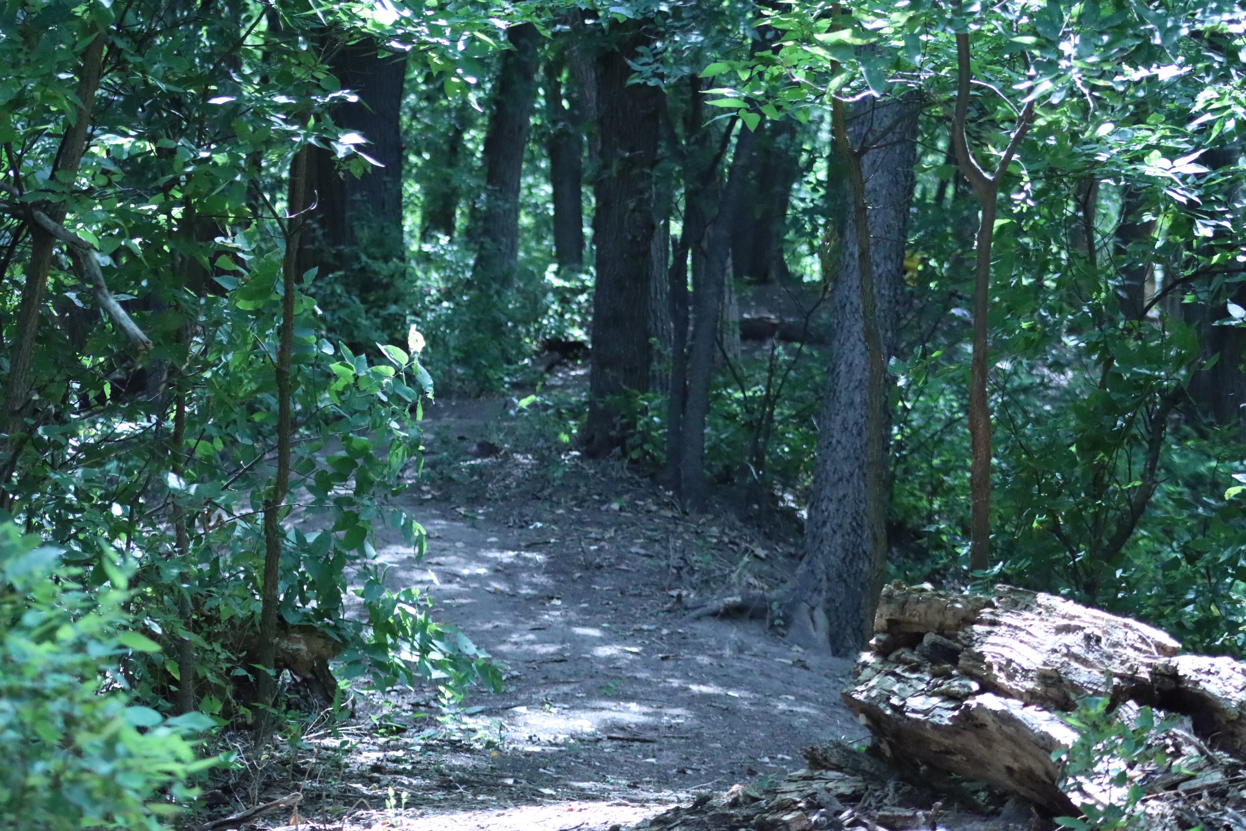 A first-person view of the walking path that winds through the forrest at the Bison Disc Golf course in Hays.