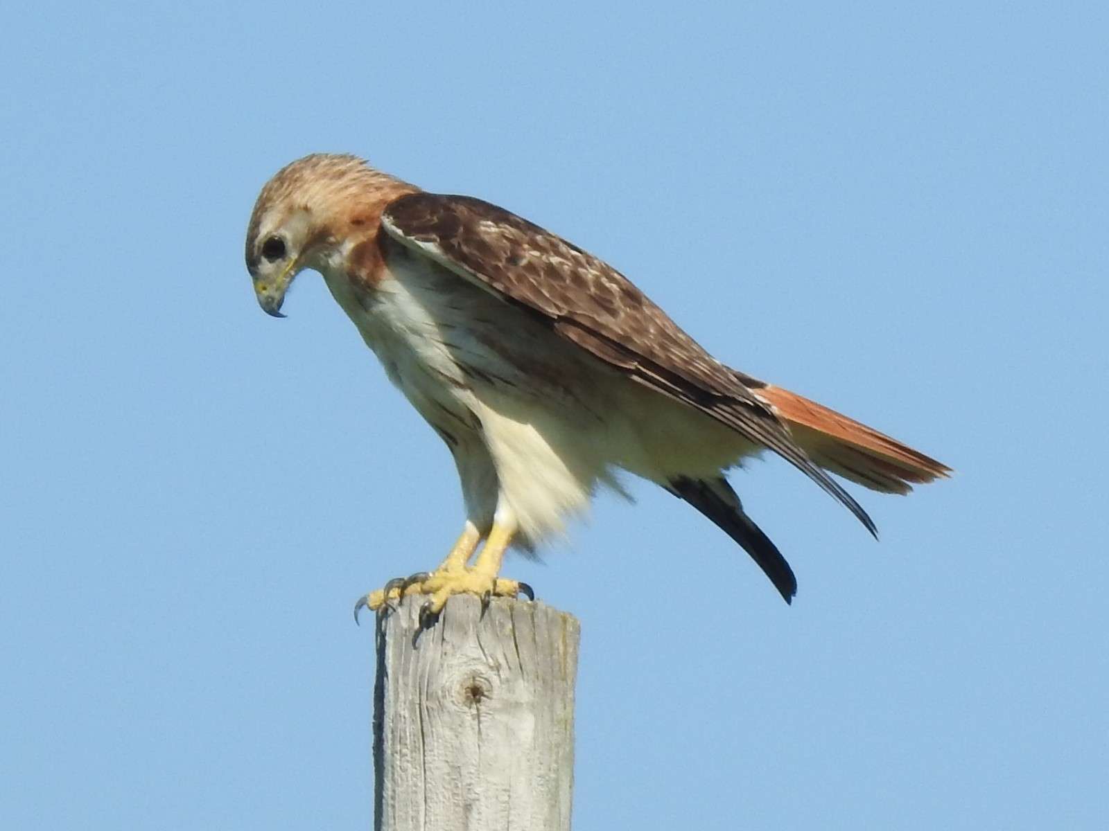 Red-tail hawk. Courtesy photo