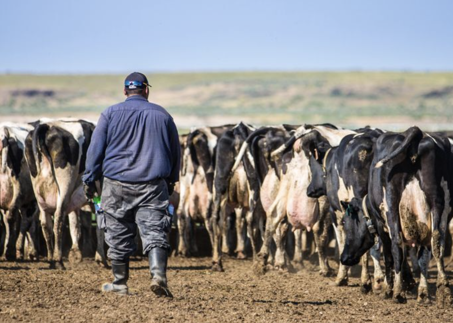 An employee walks behind cattle on an Idaho dairy farm in an undated photo. Dairy farms in Idaho say they depend on immigrant workers without legal work authorization and oppose mandates to check legal status with the federal E-Verify system. (Photo courtesy of Idaho Dairymen’s Association)