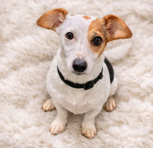 Mister (Redemption Animal Rescue)