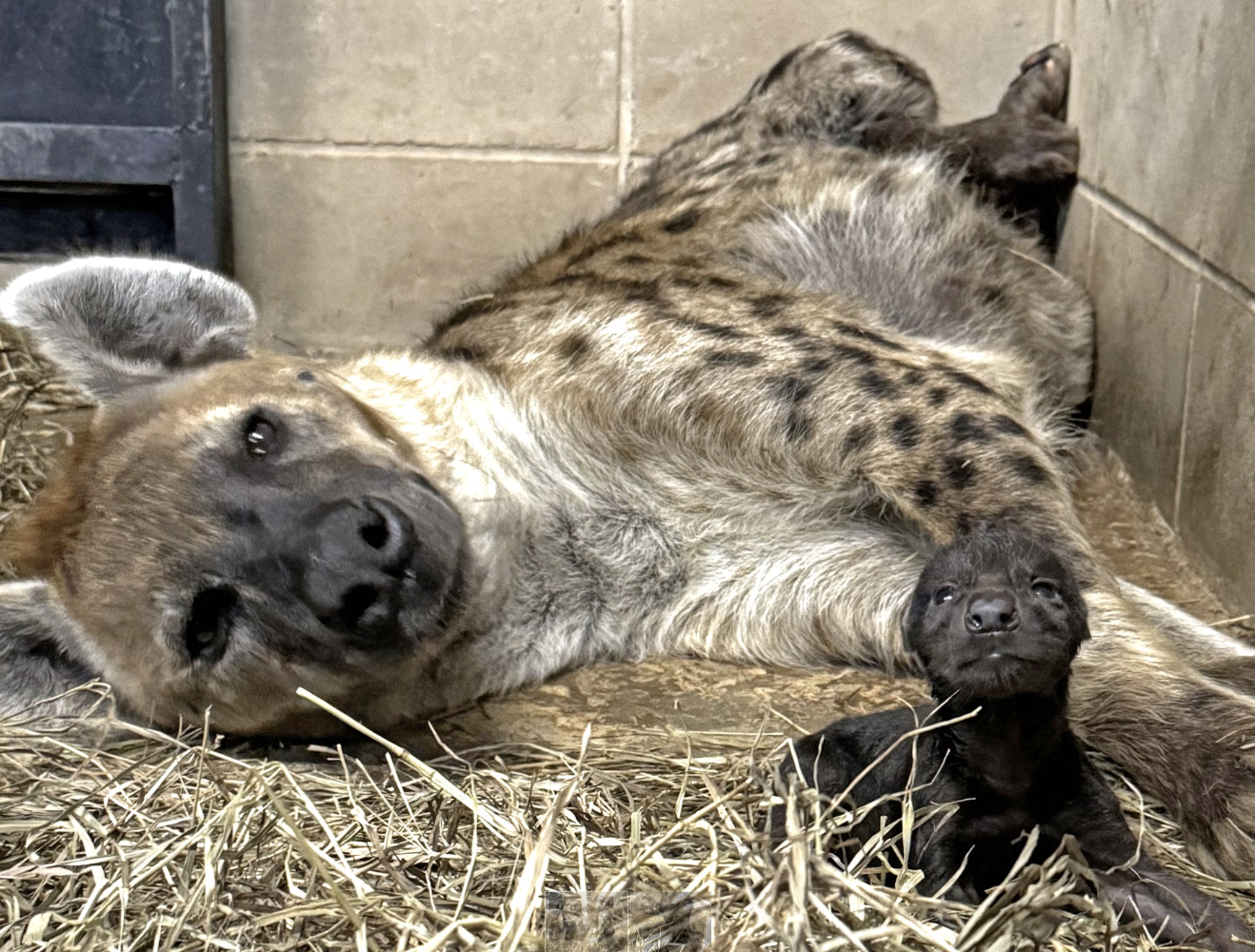 Photo Rolling Hills Zoo