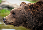 KC Zoo seeking bear necessities 