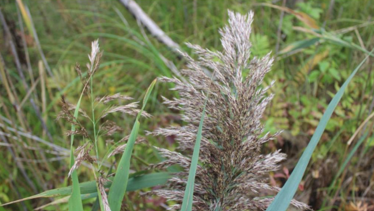 Phragmites seed heads: native (left) and non-native (right). Photo from Great Lakes Phragmites Collaborative.