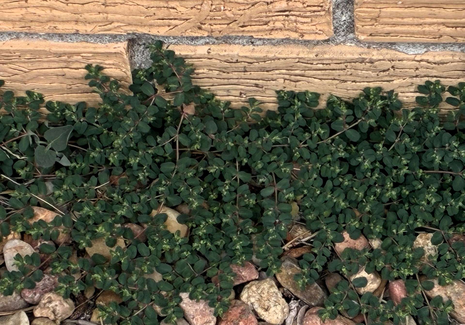 Creeping Spurge. Photo by Karen Madorin