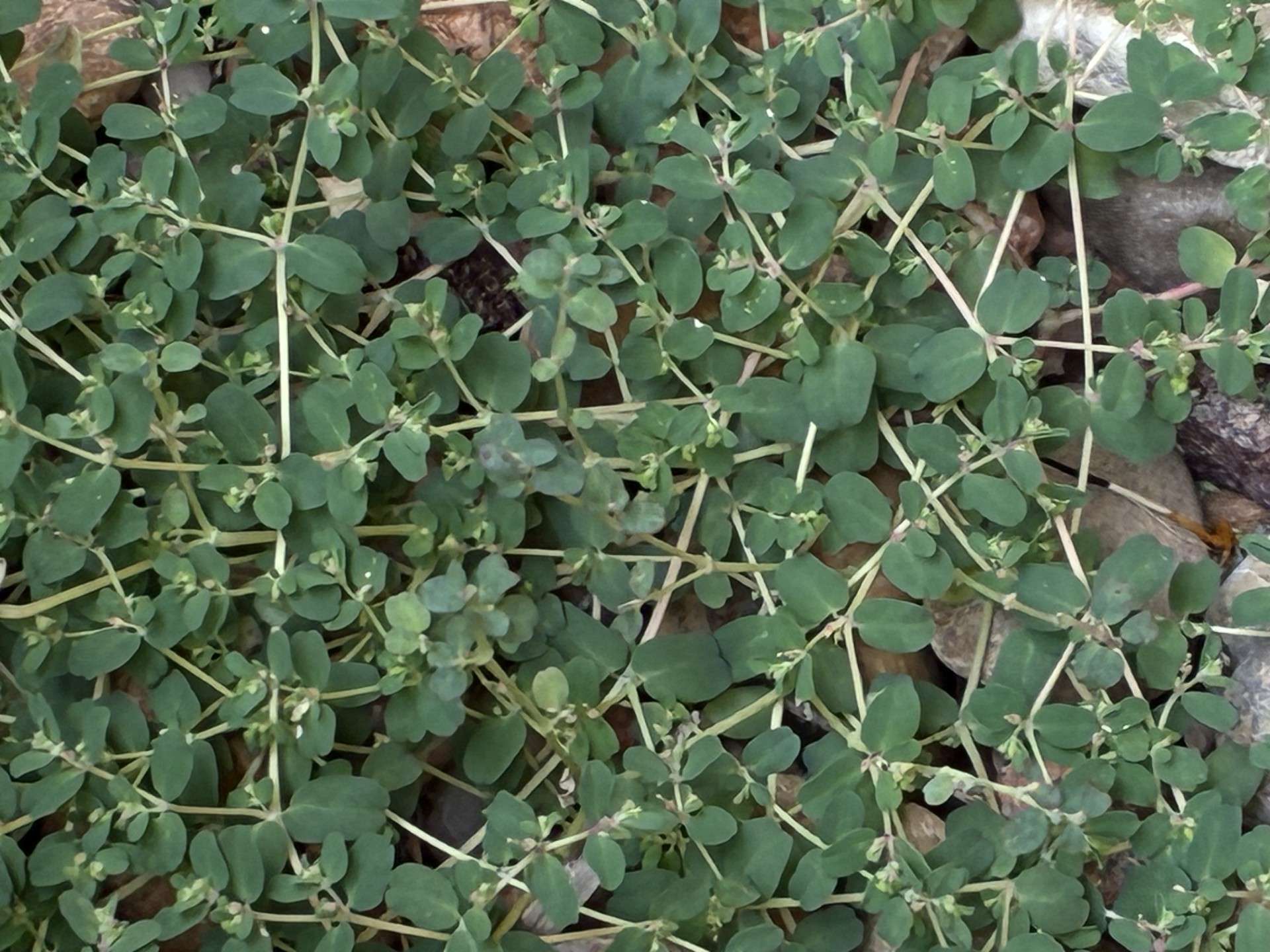 Creeping Spurge. Photo by Karen Madorin