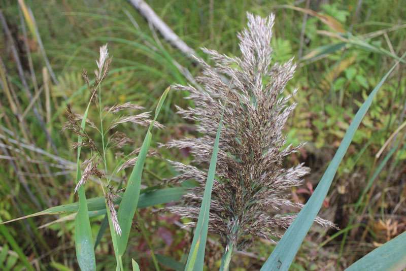Phragmites