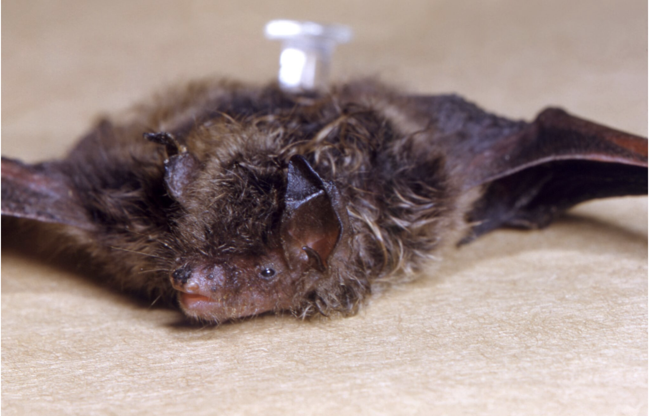  Health authorities are warning Kansans to be aware of an increase in the number of bats carrying rabies. (Photo from the Centers for Disease Control and Prevention)