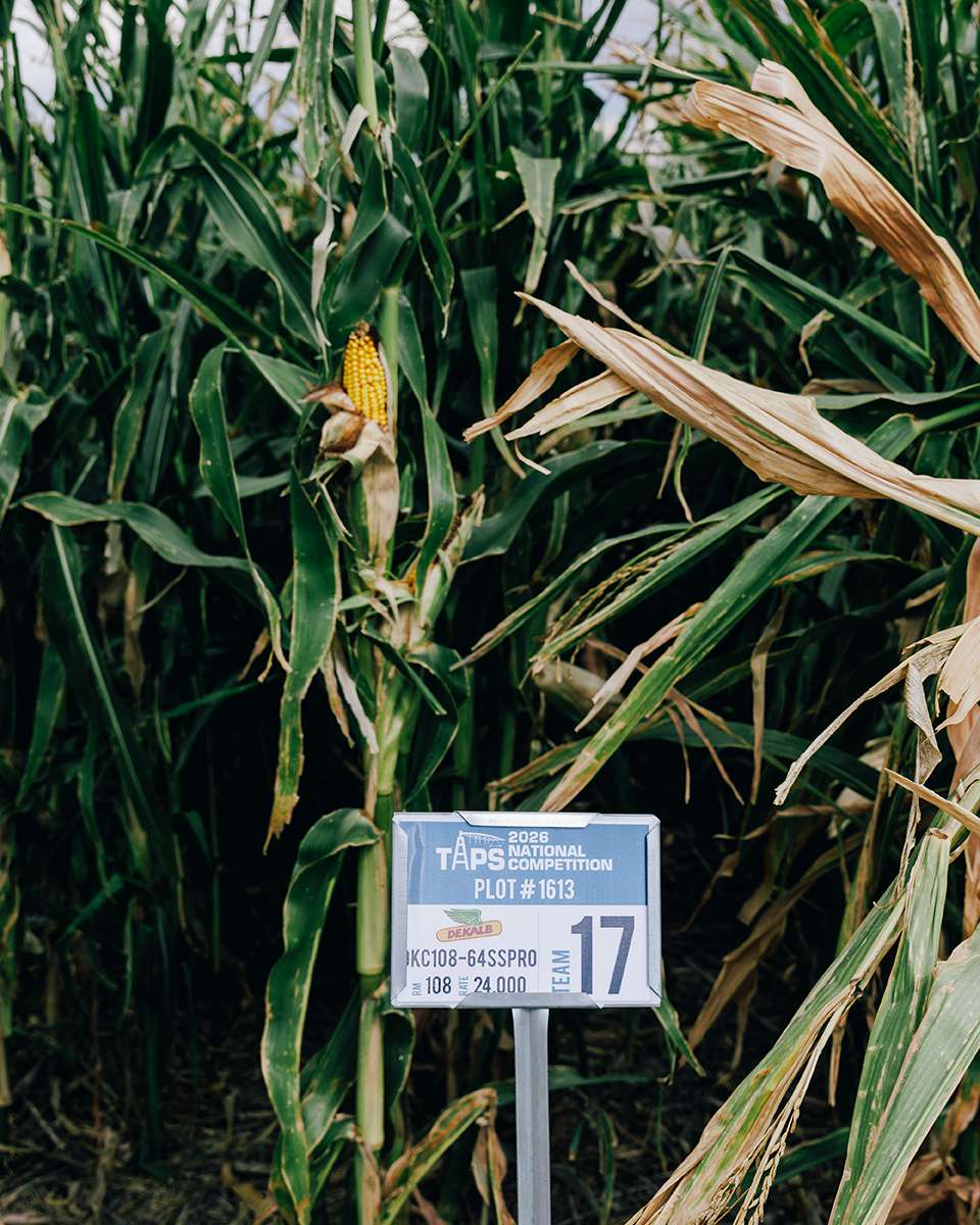 For the 2026 TAPS competition, teams managed plots of corn in a field in Colby, with the goal of conserving water without negative effects on the crop. Photo courtesy K-State Research and Extension