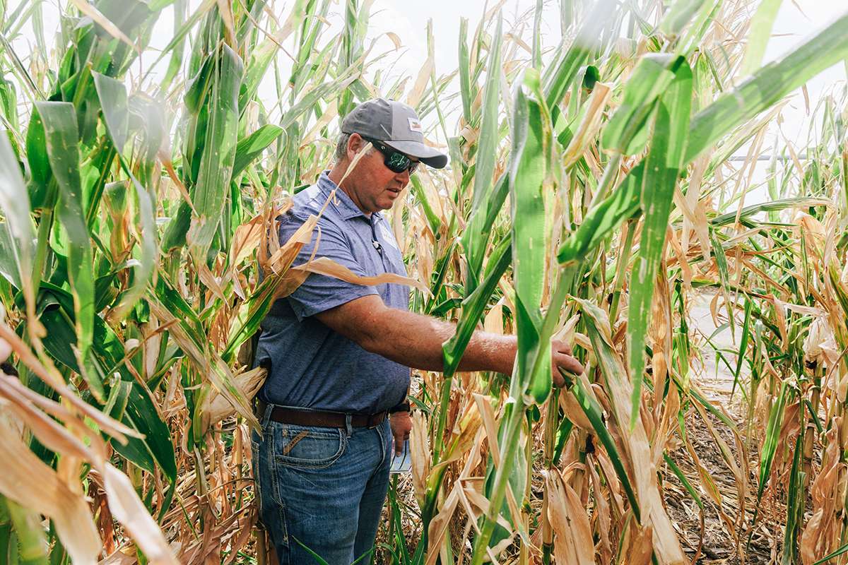A producer checks on corn conditions in a field. Photo courtesy K-State Research and Extension