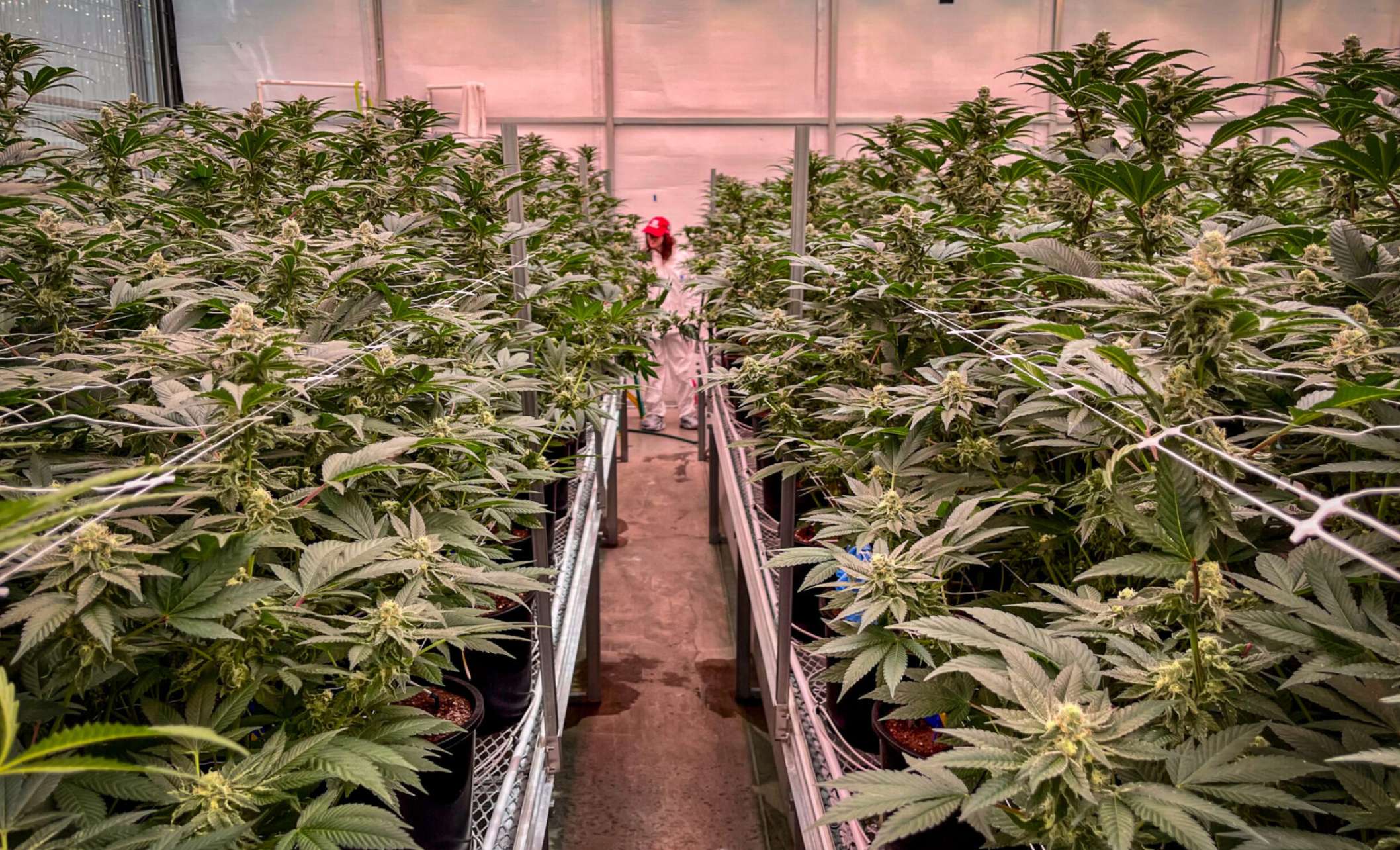  Last year, state cannabis regulators began double checking the work of licensed testing labs to catch potential problems with mold, pesticides and other contaminants (Rebecca Rivas/Missouri Independent).