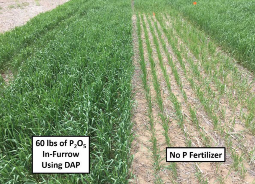 Figure 1. Effects on wheat tillering and early growth with in-furrow P fertilizer on soil testing low in P. Photo taken in 2020 in Manhattan. Photo by Chris Weber/K-State Research and Extension
