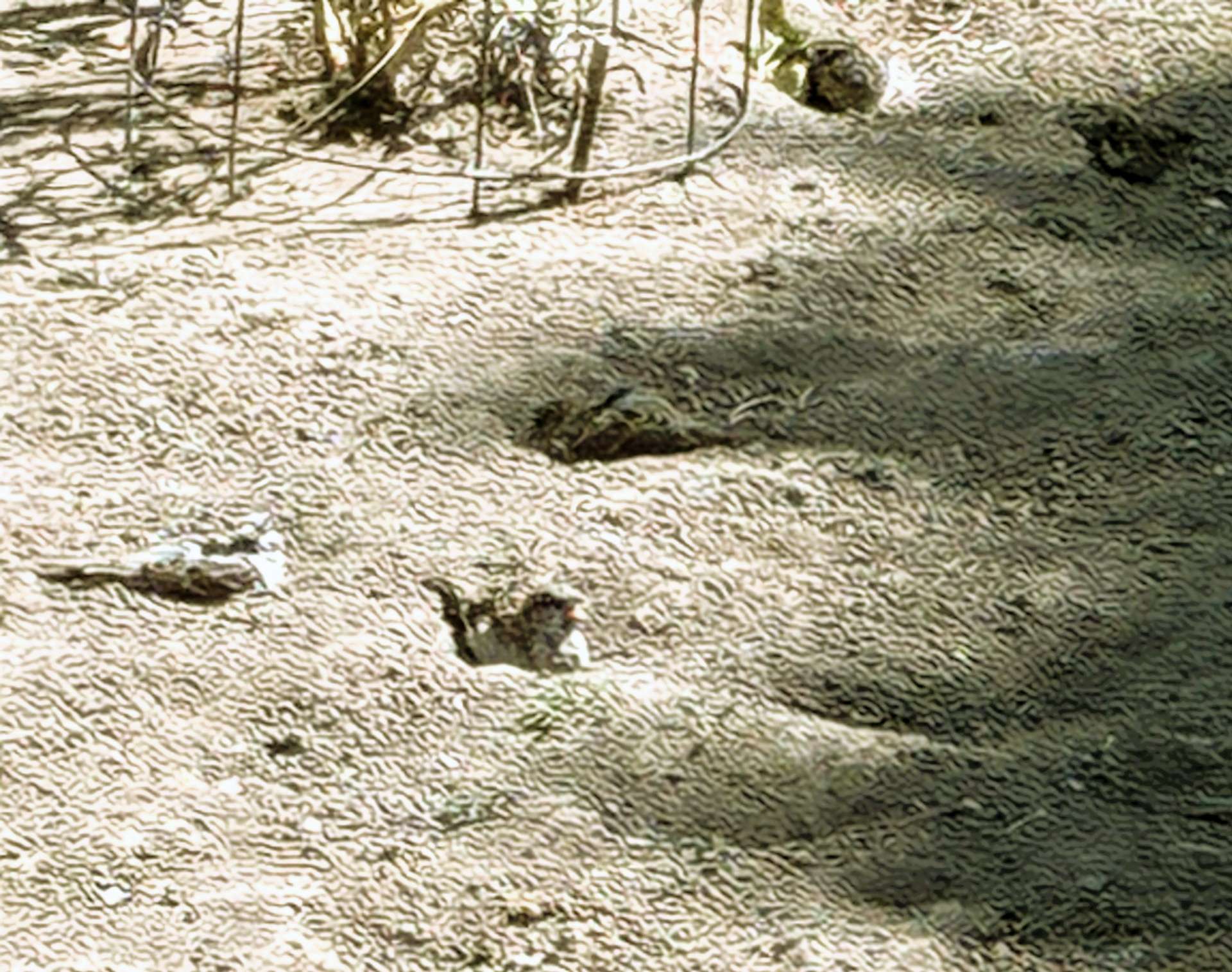 House Sparrows taking a dust bath. Photo courtesy Karen Madorin