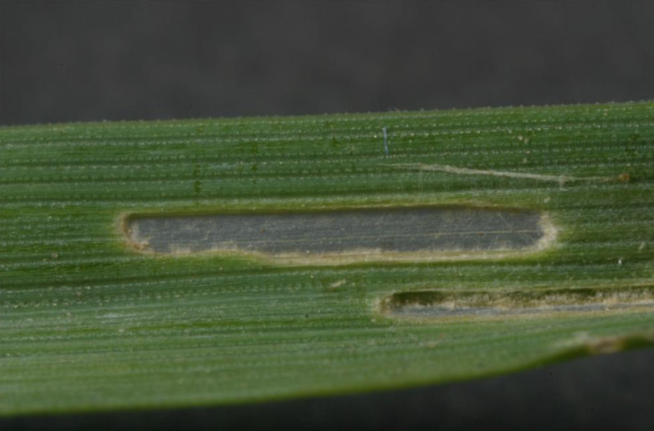 Figure 3. “Window-paning” caused by young caterpillar feeding. Photo by K-State Entomology