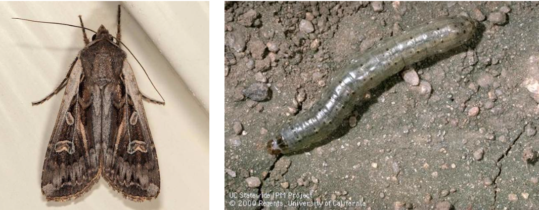 Army Cutworm adult month and Army Cutworm larva. Courtesy photos