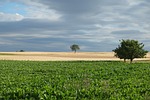 Much-Needed Rain Arrives as Nebraska Farmers Need Dry Weather for Harvest
